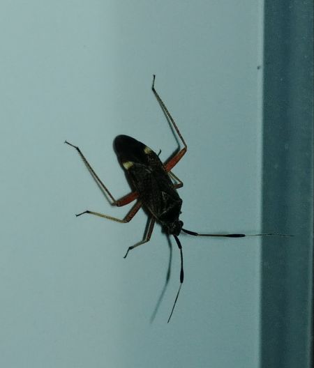 Closterotomus biclavatus 