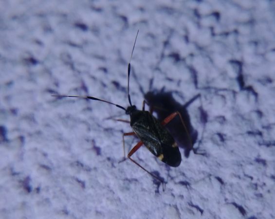 Closterotomus biclavatus 