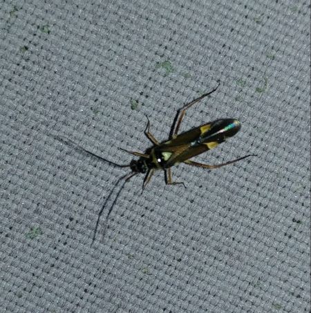 Cyllecoris histrionius 