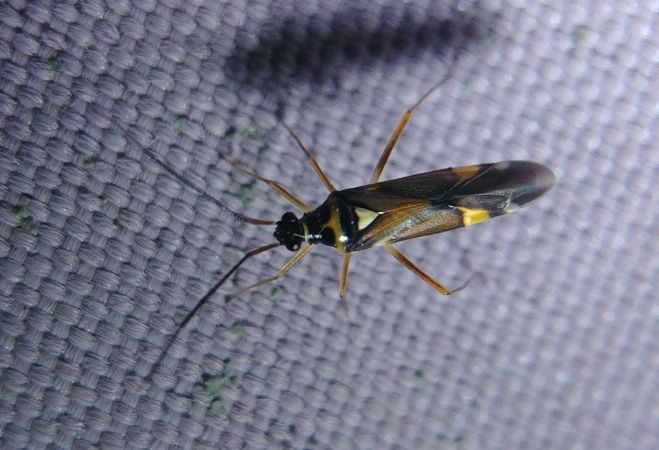 Cyllecoris histrionius 