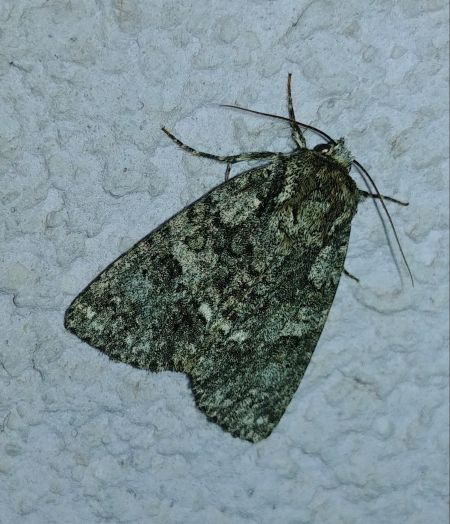 Noctuelle de la patience 