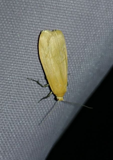 Manteau jaune 
