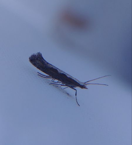 Plutella xylostella 