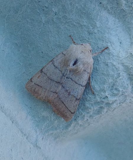 Charanyca trigrammica 