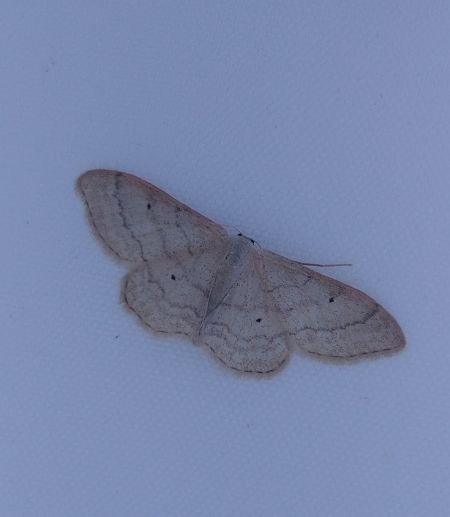 Idaea straminata 