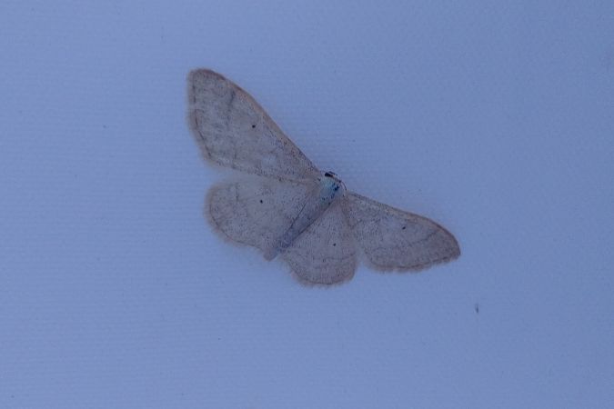 Idaea straminata 