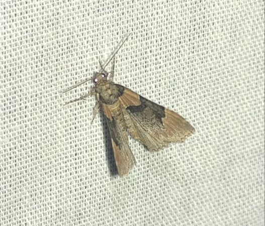 Catarhoe rubidata 