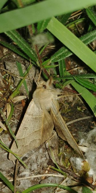 Minucia lunaris 
