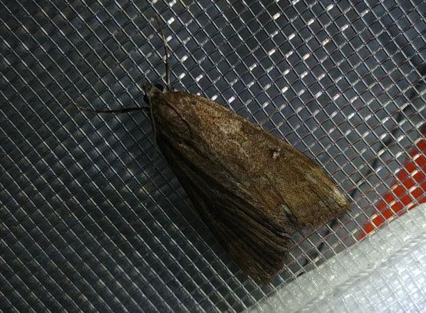 Hydrocampe de la Stratiote 