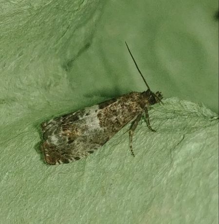 Notocelia rosaecolana 