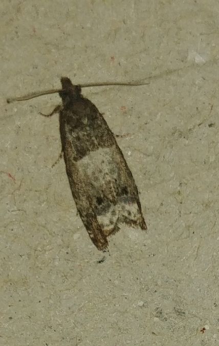 Notocelia rosaecolana 