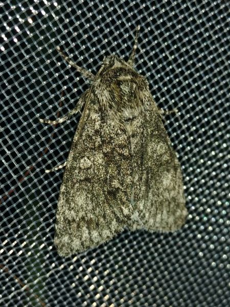 Acronicta megacephala 