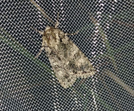 Acronicta megacephala 