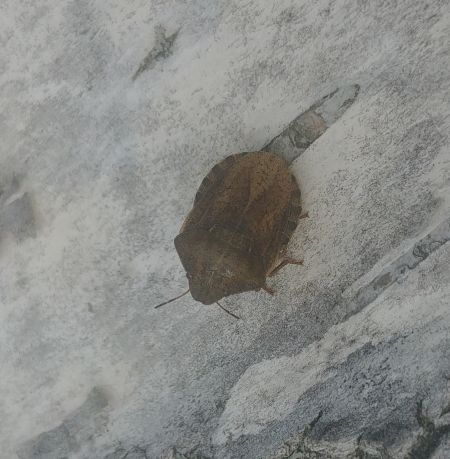 Eurygaster testudinaria 