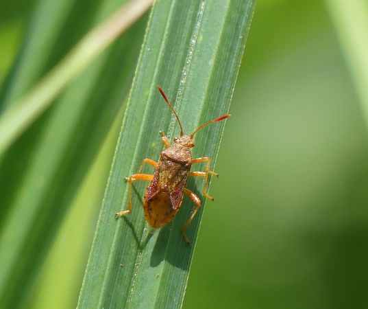 Rhopalus maculatus 