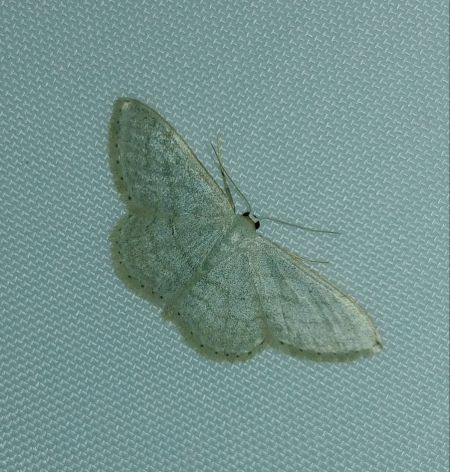 Idaea subsericeata 