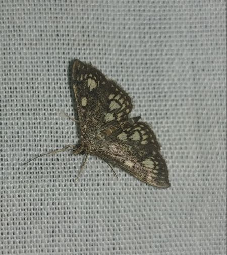 Anania stachydalis 
