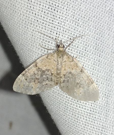 Electrophaes corylata 