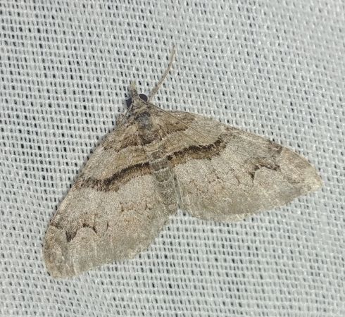 Pareulype berberata 