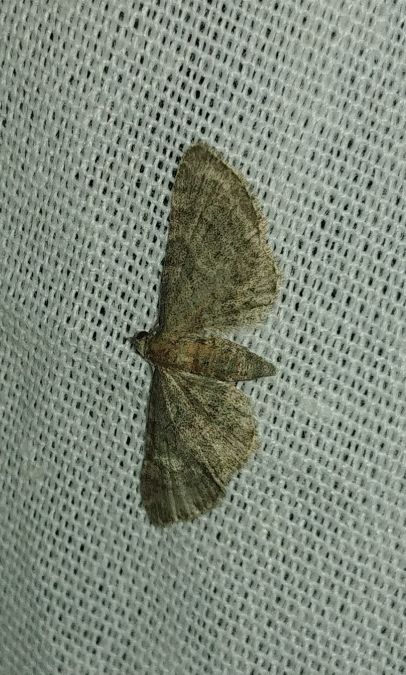 Pasiphila chloerata 