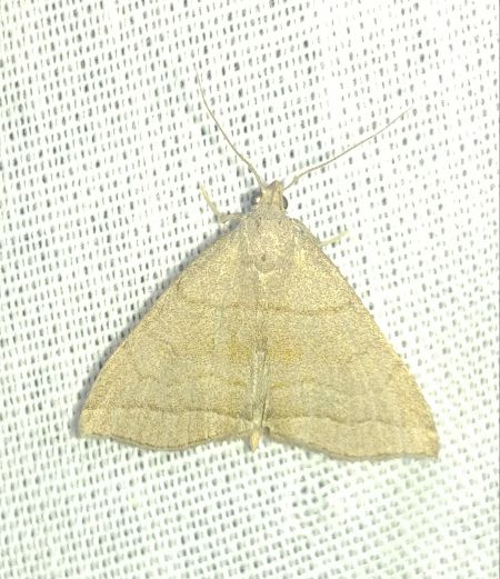 Herminia tarsicrinalis 