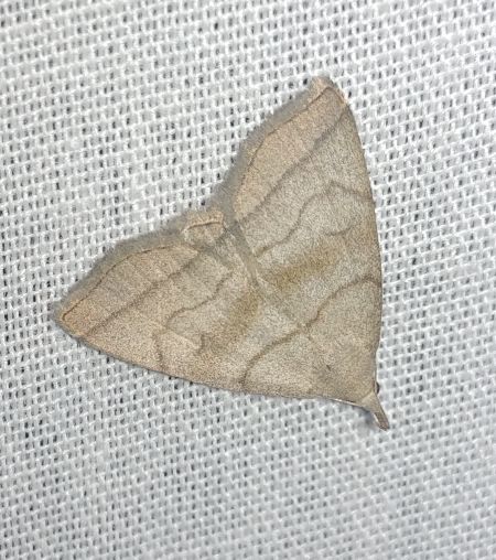 Herminia tarsicrinalis 