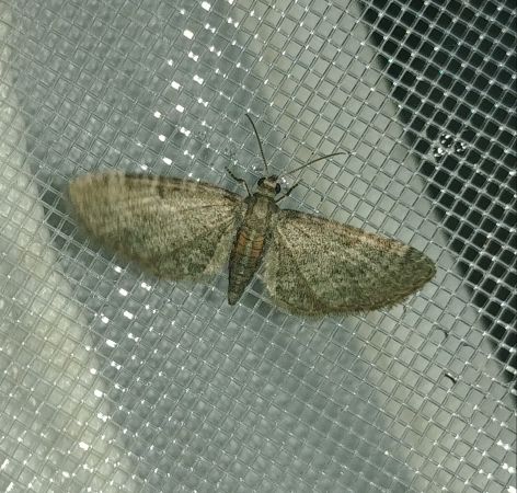 Pasiphila chloerata 