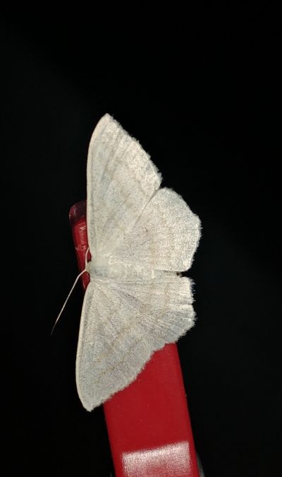 Scopula umbelaria 