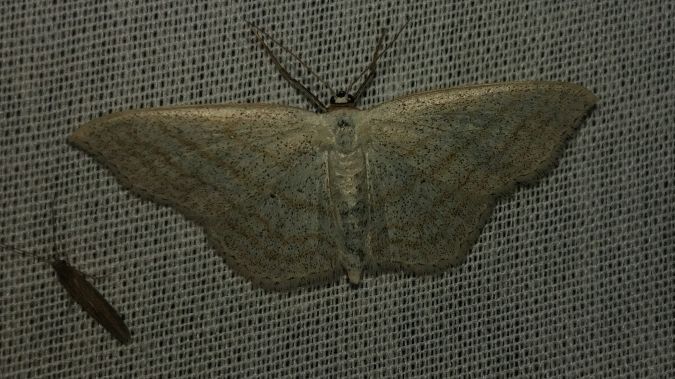 Scopula umbelaria 