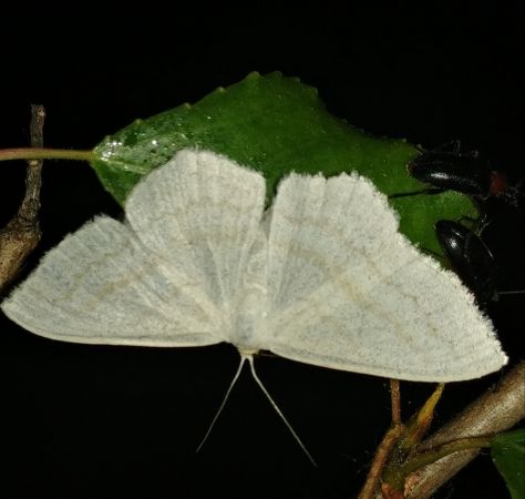 Scopula umbelaria 