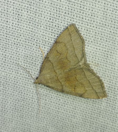 Herminia grisealis 