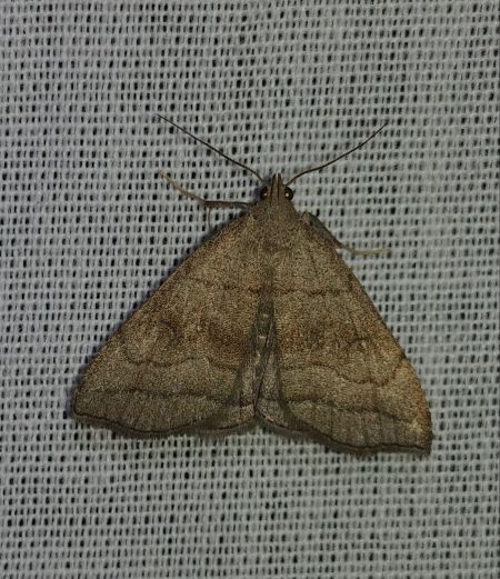 Herminia tarsicrinalis 