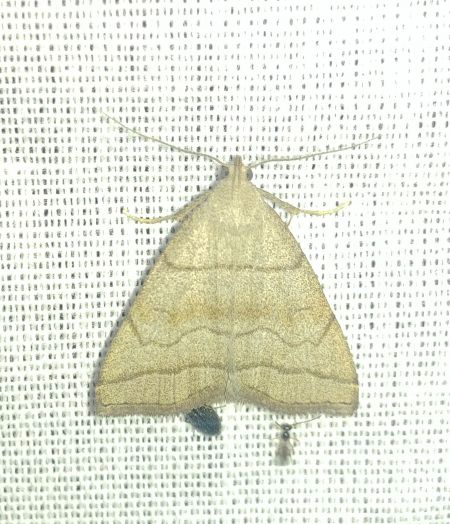 Herminia tarsicrinalis 