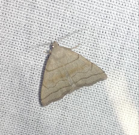 Herminia tarsicrinalis 