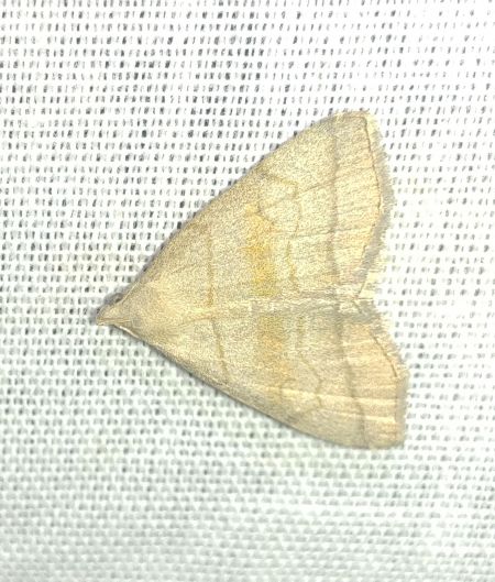 Herminia tarsicrinalis 