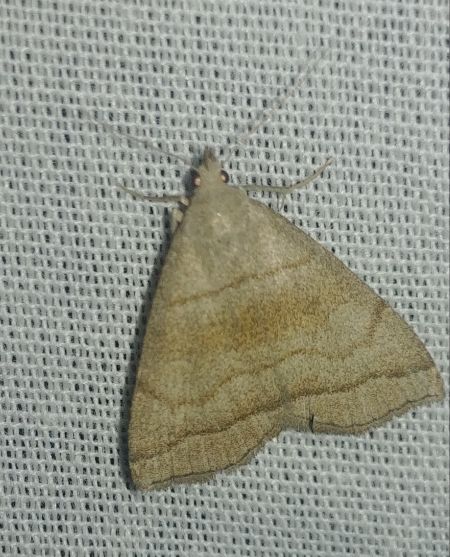 Herminia tarsicrinalis 