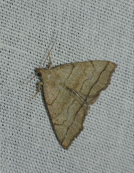 Herminia tarsicrinalis 