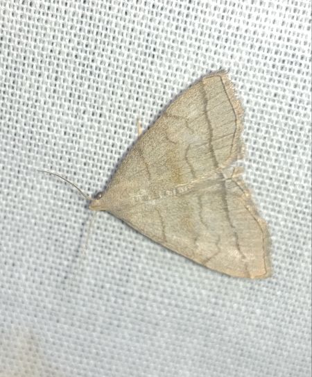 Herminia tarsicrinalis 