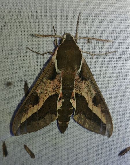 Hyles euphorbiae 