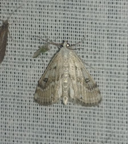Parapoynx stratiotata 