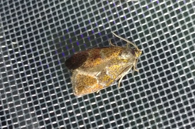 Ptycholoma lecheana 