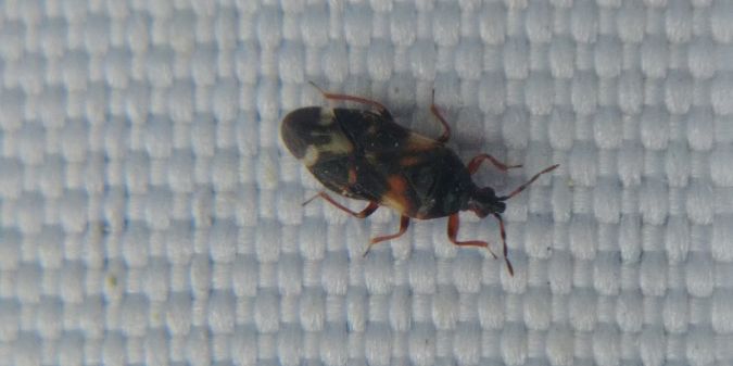 Anthocoris nemoralis 
