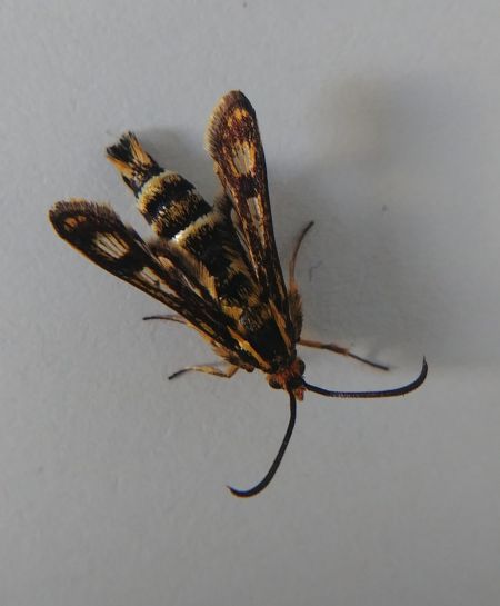 Chamaesphecia empiformis 