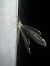 Fourmilion longicorne 