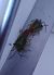Acanthosoma haemorrhoidale 