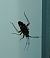 Closterotomus biclavatus 