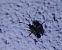 Closterotomus biclavatus 