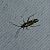 Cyllecoris histrionius 