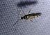 Cyllecoris histrionius 