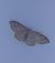 Idaea straminata 